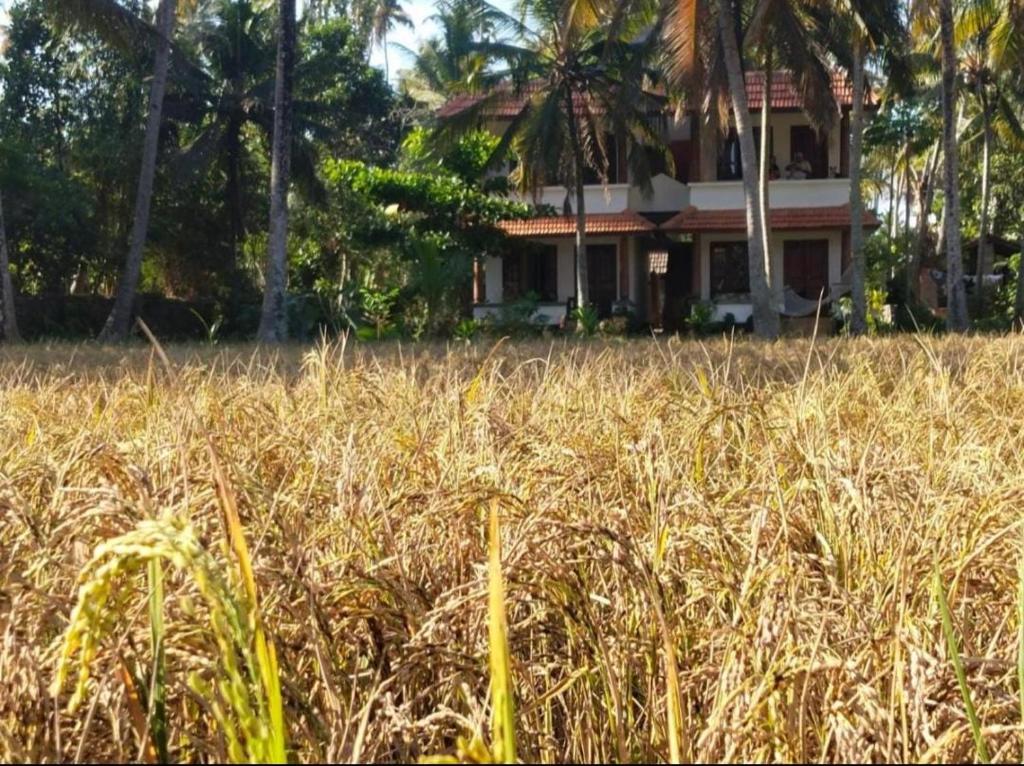 Paddy Farm House